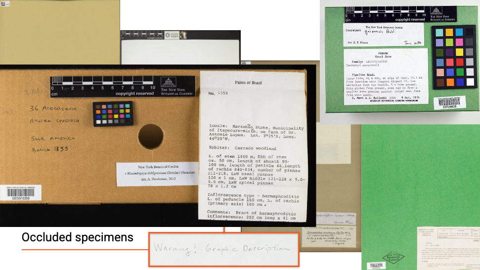 An arrangement of pressed plant specimens on a powerpoint slide